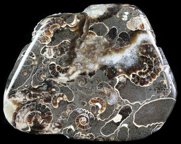 Polished Ammonite Fossil Slab - Marston Magna Marble #63843